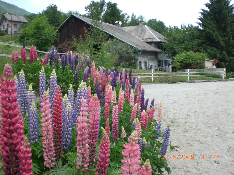 Domaine De La Safraniere - Chambre D'Hote Saint-Léger Eksteriør bilde